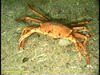 Geryon crab