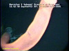 Unidentified animal