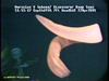 Unidentified animal