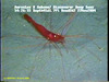Long legged spider shrimp