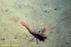 Carid shrimp (unidentified)