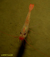 Carid shrimp (unidentified)