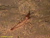 Prawn/Shrimp (unidentified)