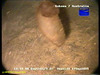 Sea cucumber (unidentified)