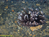 Cerianthid anenome