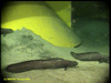 Eelpout