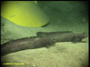 Eelpout