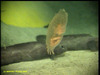 Peniagone sea cucumber