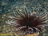 Cerianthid anenome