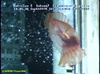 Swimming sea cucumber