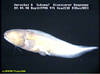 Abyssal ophidid