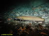 Tusk Fish