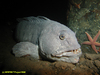 Atlantic wolfish