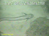 Eelpout (Pachycara sp.)
