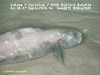 Eelpout (Pachycara sp.)