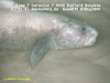 Eelpout (Pachycara sp.)