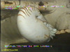 Nautilus