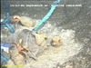 Hermit Crab