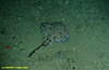 Ray (Rajella fyllae)