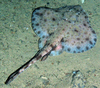 Ray (Rajella fyllae)