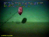 Swimming sea cucumber