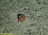 Atlantic cuttlefish