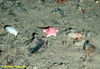 Ceramaster cushion star