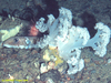 Soft coral