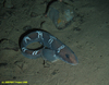 Greater eelpout