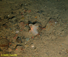 Transparent sponge (unidentified)