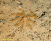 Feather star