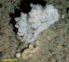 Soft coral