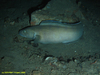Tusk fish