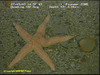 Common sea star
