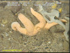 Common sea star