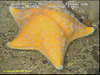 Porania cushion star