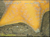 Porania cushion star