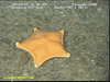 Ceramaster cushion star