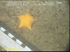 Porania cushion star