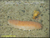 Spikey Sea Cucumber