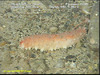 Spikey Sea Cucumber