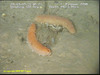 Spikey Sea Cucumber