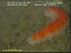 Spikey Sea Cucumber