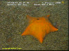 Porania cushion star
