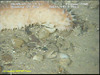 Spikey Sea Cucumber