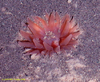 Anemone