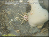Pencil spine urchin
