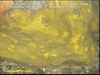 Yellow sponge (unidentified)