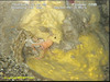 Yellow sponge (unidentified)