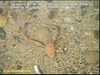 Squat lobster